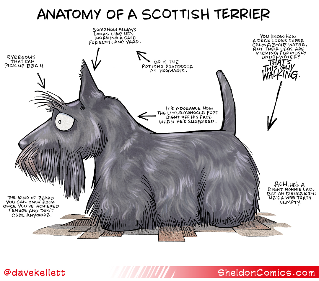 Anatomy of a Scottish Terrier Sheldon® Comic Strip