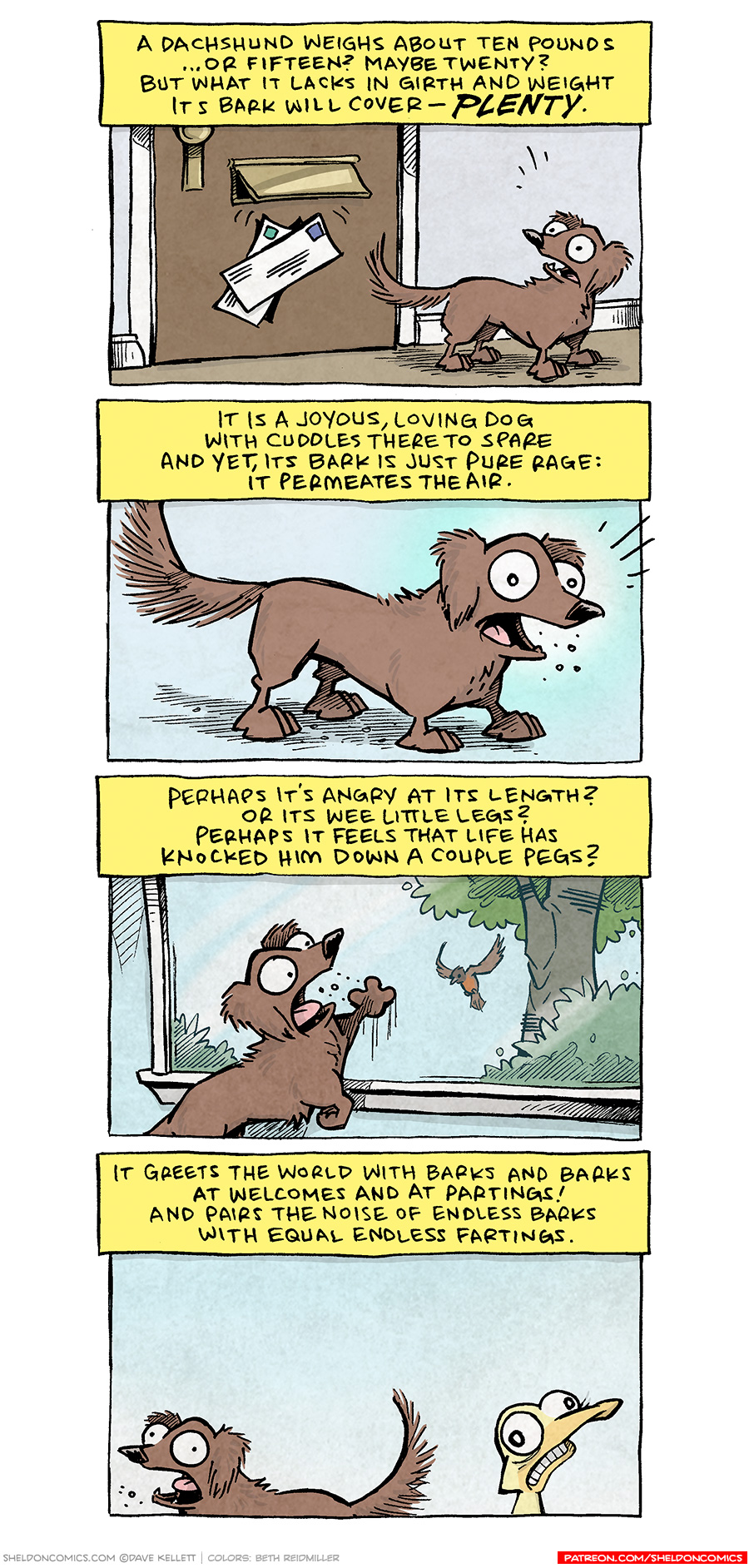 PANEL 1: DIGBY, a brown dachshund, stands at a front door as a couple letters of mail get dropped through the maildrop. His mouth is open in a bark.
NARRATION: 
A Dachshund weighs about ten pounds
…or fifteen? Maybe twenty?
But what it lacks in girth and weight
its bark will cover - PLENTY

PANEL 2: DIGBY stands, barking.
NARRATION: It is a joyous, loving dog
with cuddles there to spare
and yet, its bark is just pure rage:
it permeates the air.

PANEL 3: DIGBY stands at a window, one paw on the glass. Out side a birth flies down from a tree.
NARRATION: Perhaps it’s angry at its length?
Or its wee little legs?
Perhaps it feels that life has
knocked him down a couple pegs?

PANEL 4: DIGBY stands barking next to ARTHUR, a yellow duck, whose eyes bulge and his mouth is in a big cringe.
NARRATION: 
It greets the world with barks and barks
at welcomes and at partings!
And pairs the noise of endless barks
with equal endless fartings.

———
Want 5,000 more comics like this? Join us at Patreon.com/sheldoncomics for the *FULL* Sheldon archives, art giveaways, fun community, and more! Sheldon Comics copyright Dave Kellett. Colors by Beth Reidmiller