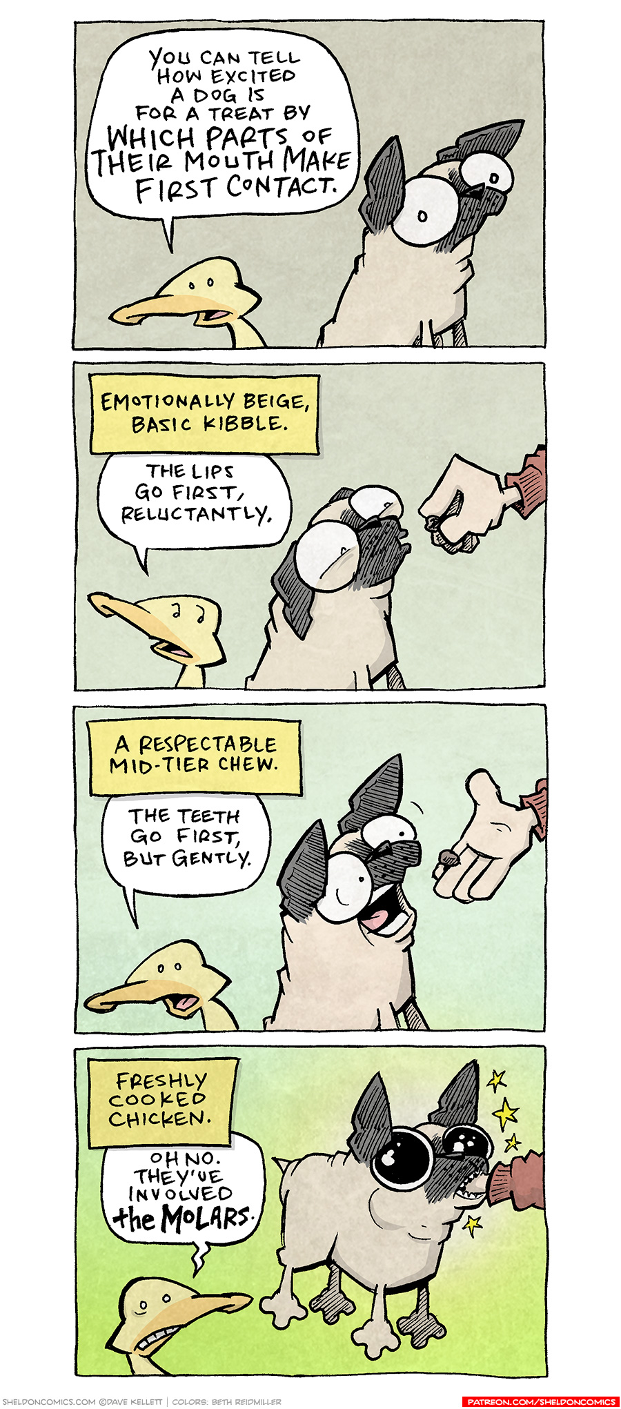 PANEL 1: ARTHUR, a yellow duck, stands next to OSO, a fawn pug. They both look directly at the viewer.
ARTHUR: You can tell how excited a dog is for a treat by WHICH PARTS of their mouth make first contact.
PANEL 2: ARTHUR looks at OSO as a hand comes in from the right, with a piece of grey kibble. OSO’s lips are pursed, eyes squinting, clearly not sure he wants the treat.
NARRATION: Emotionally beige, basic kibble.
ARTHUR: They lips go first, reluctantly.
PANEL 3: ARTHUR continues, while the hand from the right, with open palm, hands OSO a better treat. His mouth is wide open, eyes excited.
NARRATION: A respectable mid-tier chew.
ARTHUR: The teeth go first, but gently.
PANEL 4: ARTHUR cringes, as the hand from the right has disappeared into OSO’s mouth, his eyes dilated in joy, stars springing from his head.
NARRATION: Freshly cooked chicken.
ARTHUR: Oh no. They’ve invloed THE MOLARS.
———
Want 5,000 more comics like this? Join us at Patreon.com/sheldoncomics for the *FULL* Sheldon archives, art giveaways, fun community, and more! Sheldon Comics copyright Dave Kellett. Colors by Beth Reidmiller