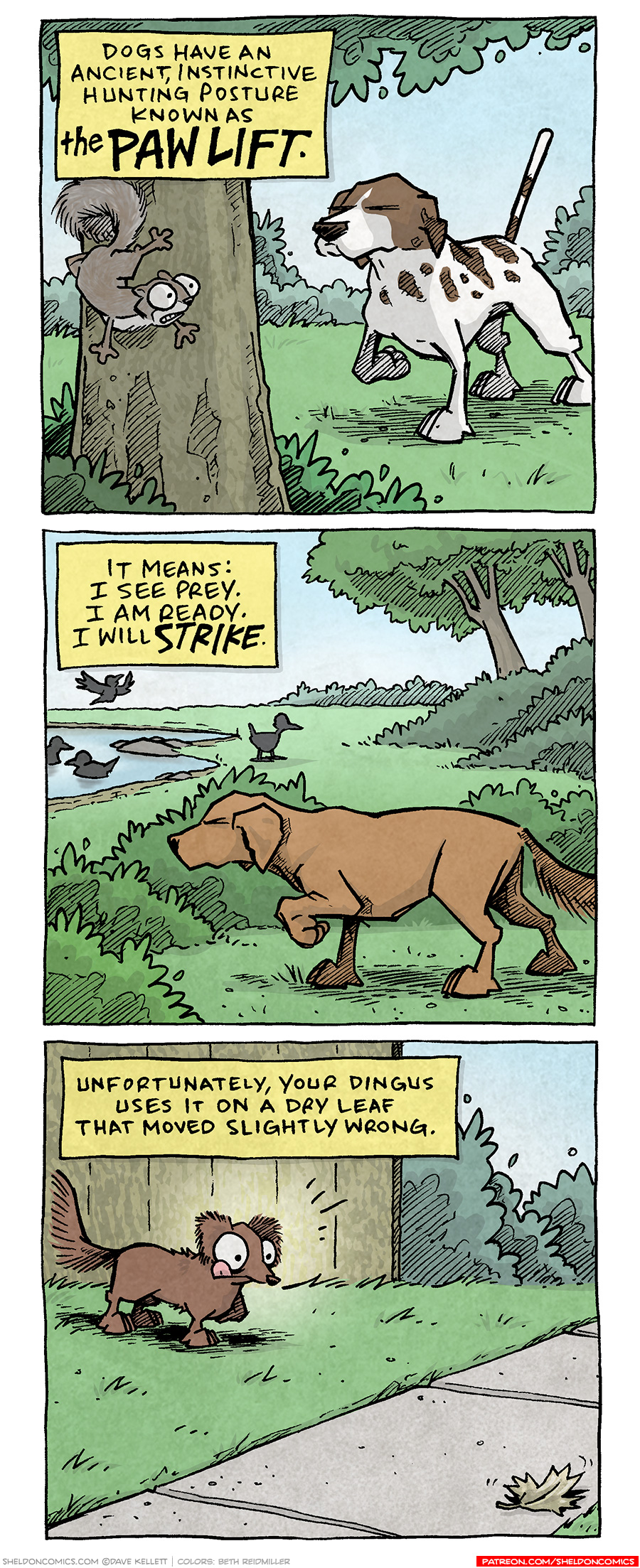 PANEL 1: A white and brown spotted pointer dog stands staring at a tree, one leg up, tail straight up in the air in attention. On the tree in the foreground is a squirrel, looking back nervously.
NARRATION: Dogs have an ancient, instinctive hunting posture known as THE PAW LIFT.
PANEL 2: A red hunting dog stands among some bushes while ducks swim, stand and fly around a pond. The hunting dog’s front leg is lifted, eyes squinting.
NARRATION: It means: I see prey. I am ready. I will STRIKE.
PANEL 3: A small brown dachshund, DIGBY, stands on a front lawn with a fence and bush behind him. He lifts his front leg, tongue sticking out in concentration. On the sidewalk in front of him lays a brown, dried leaf.
NARRATION: Unfortunately, your dingus uses it on a dry leaf that moved slightly wrong.
———
Want 5,000 more comics like this? Join us at Patreon.com/sheldoncomics for the *FULL* Sheldon archives, art giveaways, fun community, and more! Sheldon Comics copyright Dave Kellett. Colors by Beth Reidmiller