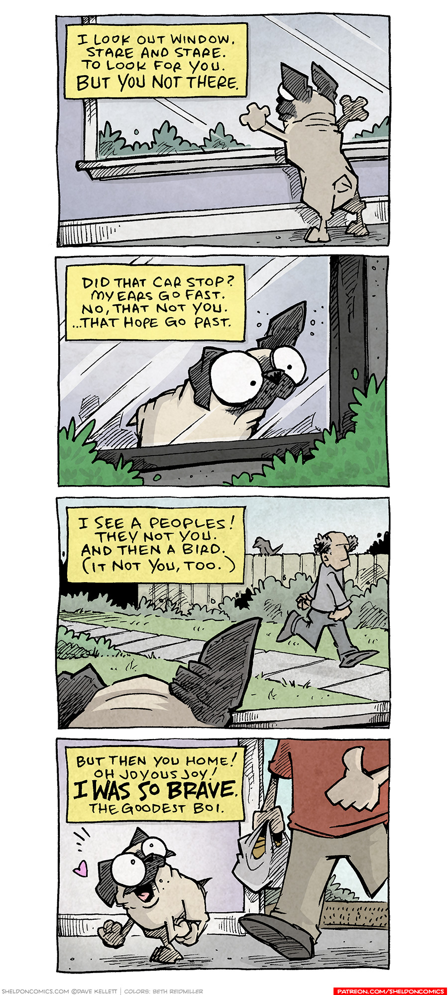 PANEL 1: OSO, a fawn pug, stands at a window with his paws on the glass, facing away from the viewer.
NARRATION: I look out window. Stare and stare. To look for you. But you not there.
PANEL 2: From outside the house, looking in the window, we see OSO looking outside, with on ear up.
NARRATION: Did that car stop? My ears go fast. No, that not you. …That hope go past.
PANEL 3: From behind OSO’s head, we see a man walking down a sidewalk. Green grass and bushes in front of a fence, with a bird on it.
NARRATION: I see a peoples! They not you. And then a bird. (It not you, too.)
PANEL 4: The front door has opened and GRAMP, seen from chest down, walks in with a grocery bag in one hand, with other hand giving a thumbs up. OSO prances next to him, gleefully looking up at GRAMP. A heart and excited lines emanate from his head.
NARRATION: But then you home! Oh joyous joy! I WAS SO BRAVE. The goodest boi.
———
Want 5,000 more comics like this? Join us at Patreon.com/sheldoncomics for the *FULL* Sheldon archives, art giveaways, fun community, and more! Sheldon Comics copyright Dave Kellett. Colors by Beth Reidmiller
