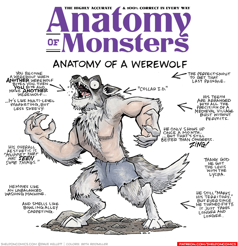 TITLE: Anatomy of Monsters: Anatomy of a Werewolf
DESCRIPTION: A silver colored wolf-man stands on his back wolf legs, human-oid arms with talons stretched out in agony. His bare human-oid chest has white hair stretching down from his neck. His wolf head roars, mouth open and eyes wide. Dark grey coloring stretches from his nose, down his back and on to his tail, that’s finished in white. His legs and hands are white fur. He stands on a rocky ground.
JOKES:
- You become a werewolf when ANOTHER werewolf bites you. Then YOU bite and make ANOTHER werewolf… …it’s like multi-level marketing, but less skeevy.
- His overall aesthetic is “Muppet that has SEEN some things.”
- He moves like an unbalanced washing machine.
- And smells like bowling alley carpeting.
- (points at neck) “Collar I.D.”
- (points to head) The perfect snout to get that last Pringle.
- (points to head) His teeth are arranged with all the precision of a medieval village built wihtout permits.
- He only shows up once a month. …but that’s still better than Congress. ZING!
- That God he got the Levis with the lycra.
- (points at tail) He still “Marks his Territory”, but ever since he turned fifty, it just takes longer and longer.
——
Want 5,000 more comics like this? Join us at Patreon.com/sheldoncomics for the *FULL* Sheldon archives, art giveaways, fun community, and more! Sheldon Comics copyright Dave Kellett. Colors by Beth Reidmiller