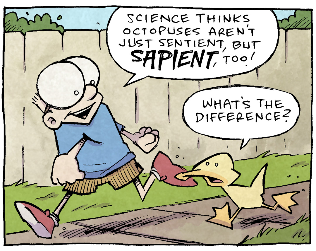PANEL 1: SHELDON, a ten-year old boy, walks next to ARTHUR, a yellow duck. They walk along a sidewalk with grass and a a fence behind them.
SHELDON: Science thinks octopuses aren’t just sentient, but SAPIENT, too!
ARTHUR: What’s the difference?
PANEL 2: SHELDON continues, ARTHUR listens.
SHELDON: Sentience means capable of feelings, of sensations, and having emotional reactions to them. Sapience is a larger theory of the mind. It’s the ability to think, and the capacity for complex thought and emotion around an image of “self.”
PANEL 3: SHELDON continues his point, ARTHUR thinks.
SHELDON: SO! A Sentient being can feel embarrassed… But if you wanna re-live that embarrassment ON A LOOP 18 years later at midnight, you need SAPIENCE.
PANEL 4: An octopus lays in a human bed, blanket pulled up to the bottom of his eyeballs. His eyes are wide open, the clock next to him reads 3:00am. Sound effect: “…sigh.”
——
Want 5,000 more comics like this? Join us at Patreon.com/sheldoncomics for the *FULL* Sheldon archives, art giveaways, fun community, and more! Sheldon Comics copyright Dave Kellett.