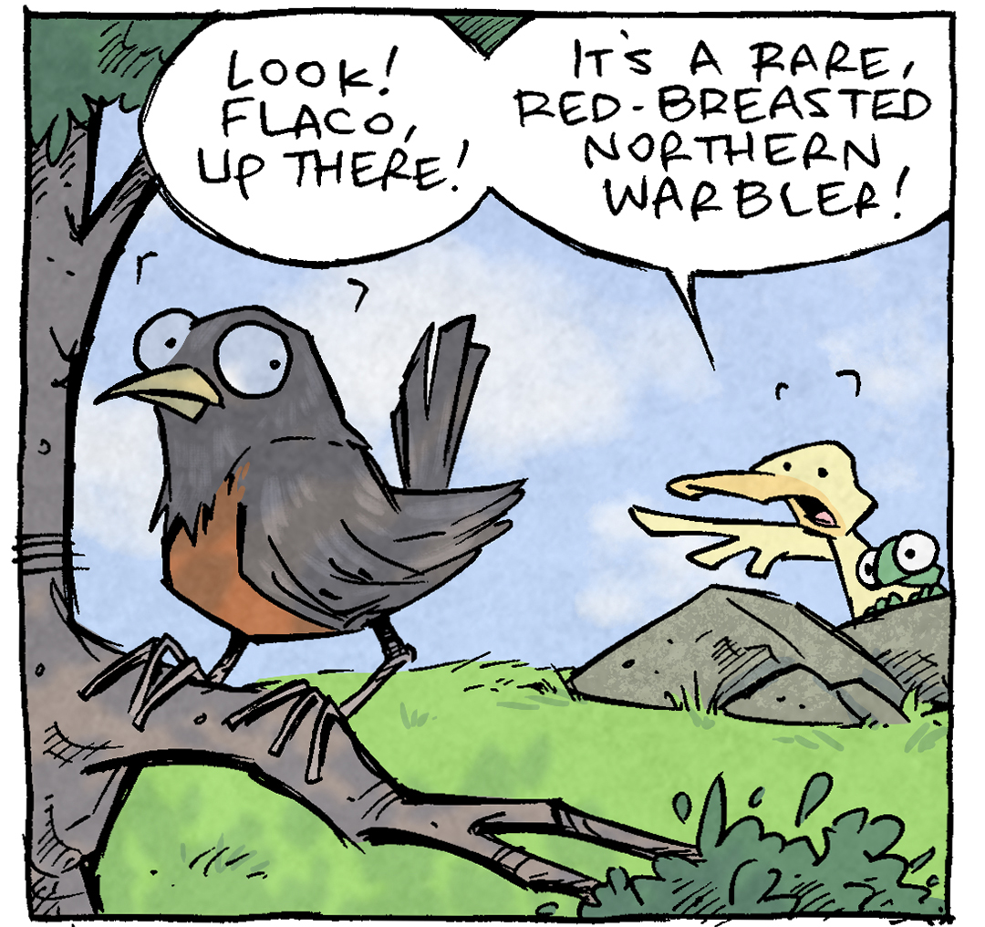 PANEL 1: A brown bird with a red breast sit son a shady tree branch in the foreground, while ARTHUR, a yellow duck, and FLACO, a green lizard, watch it from behind a rock.
ARTHUR: Look! Flaco, up there! It’s a rare, red-breasted northern warbler!
PANEL 2: The bird turns around to look at the two below.
ARTHUR: Did you ever think we’d see a northern warbler??? Wow! The plummage on that thing!
PANEL 3: The bird squints it’s eyes suspiciously as ARTHUR stands tall, wildly waving his wing.
ARTHUR: HA! I’m kidding. It’s just Gary. HI, GARY.
PANEL 4: The angle changes to behind ARTHUR and FLACO. The sky is blue with white clouds, the grass is bright green. The bird flies away from the two in to the horizon. ARTHUR yells back, as FLACO looks directly at the viewer.
ARTHUR: AW MAN GARY DON’T BE LIKE THATTTTT
———
Want 5,000 more comics like this? Join us at Patreon.com/sheldoncomics for the *FULL* Sheldon archives, art giveaways, fun community, and more! Sheldon Comics copyright Dave Kellett. Colors by Beth Reidmiller