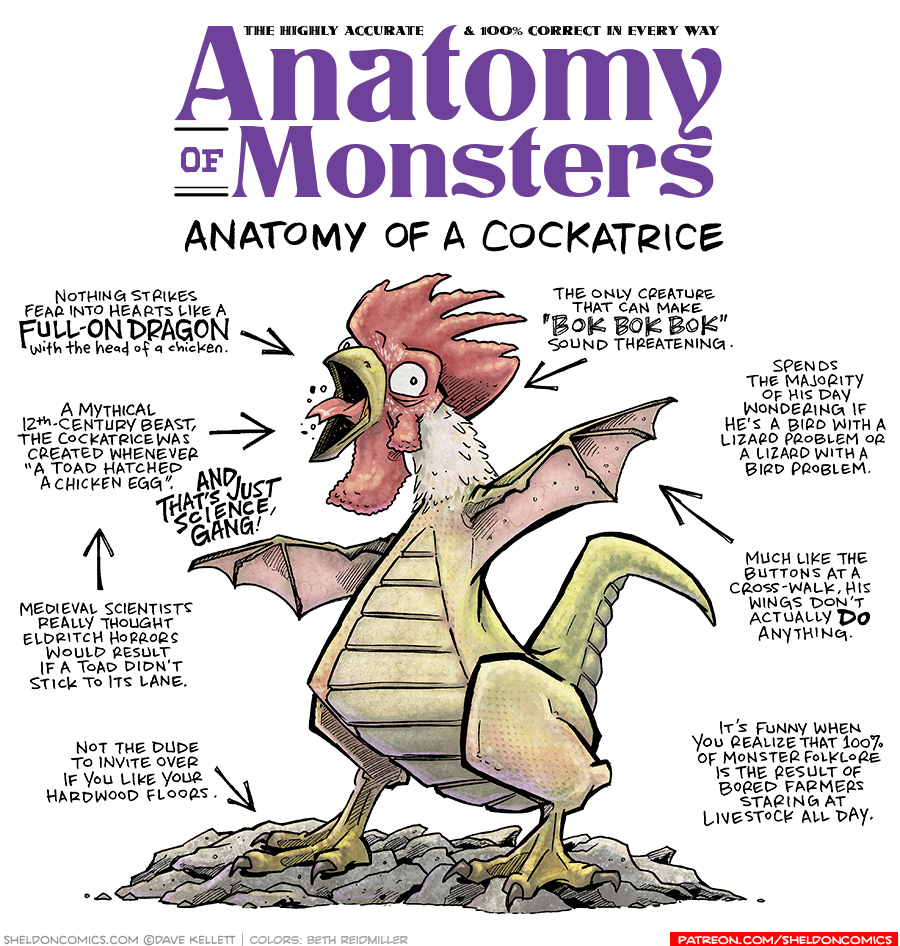 TITLE: Anatomy of Monsters: Anatomy of a Cockatrice
DESCRIPTION: A creature that is half-dragon, half-chicken stands on a rocky ground. His head is a rooster with red crest and dangly-bits, with his beak wide open, white feathers on it’s neck. His small chicken-arms stretch out into dragon wings. His belly is armored like a dragon, with a dragon tail, but his legs are chicken legs.
JOKES:
- Nothing strikes fear into hearts like a FULL-ON DRAGON with the head of a chicken.
- A mythical 12th-century beast, the cockatrice was created whenever “A toad hatched a chicken egg.” AND THAT’S JUST SCIENCE, GANG!
- (points to previous joke) Medieval scientists really thought eldritch horrors would result if a toad didn’t stick to its lane.
- Not the dude to invite over if you like your hardwood floors.
- The only creature that can make “bok bok bok” sound threatening.
- Spends the majority of his day wondering if he’s a bird with a lizard problem or a lizard with a bird problem.
- Much like the buttons at a cross-walk, his wings don’t actually DO anything.
- It’s funny when you realize that 100% of monster folklore is the result of bored farmers staring at livestock all day.
——
Want 5,000 more comics like this? Join us at Patreon.com/sheldoncomics for the *FULL* Sheldon archives, art giveaways, fun community, and more! Sheldon Comics copyright Dave Kellett. Colors by Beth Reidmiller