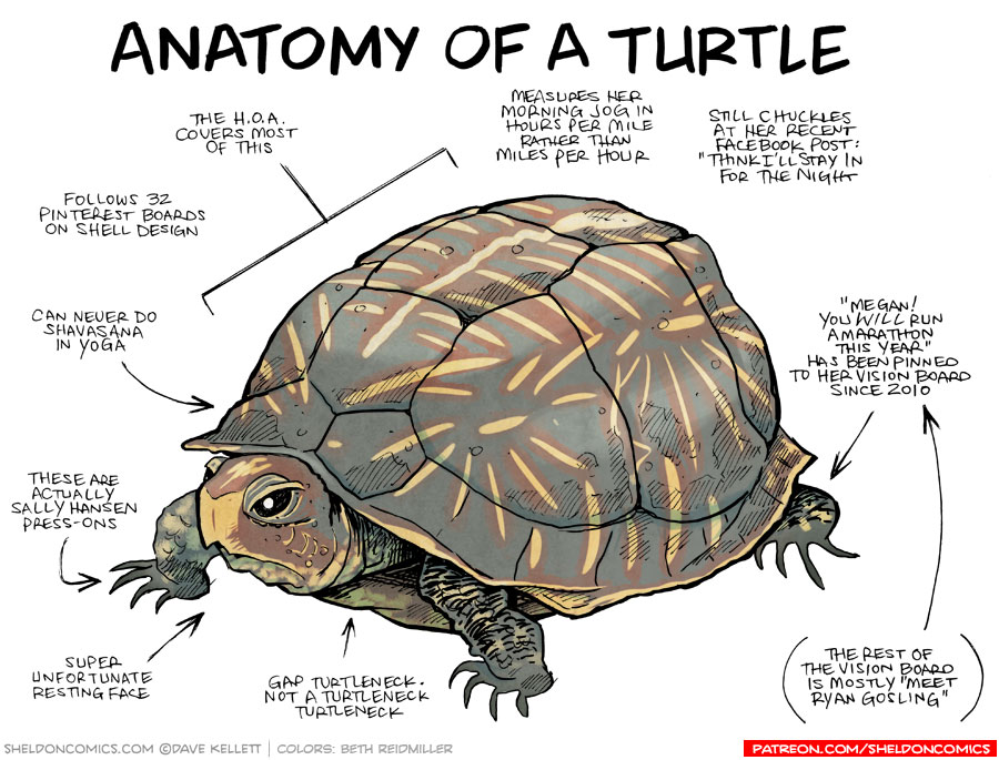 Anatomy of a Turtle Sheldon® Comic Strip